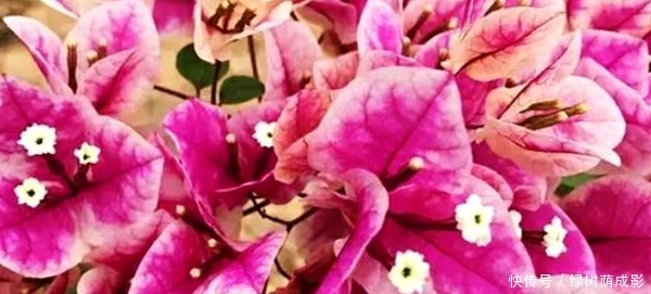  「茉莉花」35℃高温天气，这几种花开始休眠，再乱浇水，容易“烂根”