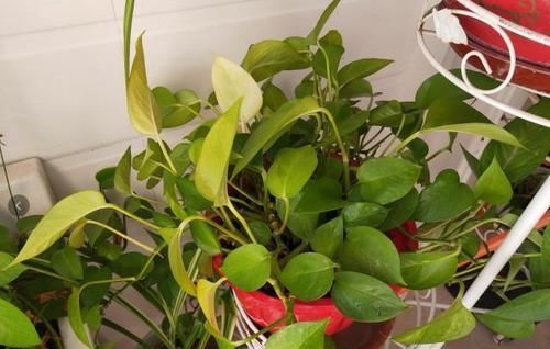  【气生根】绿萝，养两年就黄叶，“猫腻”在这，知道的人不多！