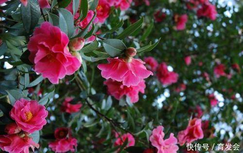  #作用#这些植物成分都有什么护发作用？