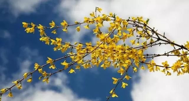 花开成海！！！再过半个月，海淀这座山将美成童话！