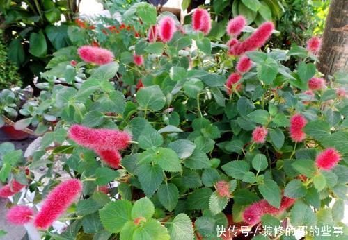 『值得』一种花,春夏秋都开花,毛茸茸的样子惹人爱,值得拥有!