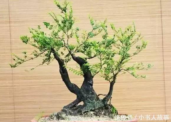 【帝王】原来有钱人家都养这个花,镇宅,招财,这可是“帝王之木”