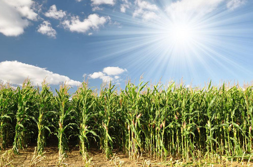 以下4种补贴大部分农民可以领，别忘记领了，记住时间早做准备