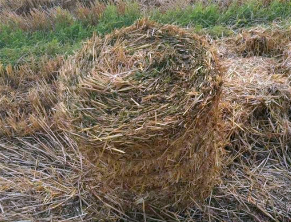  秸秆@用秸秆覆盖在地面上可以有效防止杂草，为什么果农们很少这