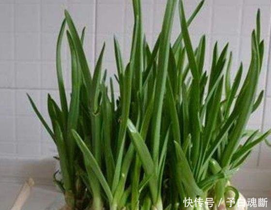 【蔬菜】秋天种4种蔬菜,好看又好吃,0技术要求,一长一大片!