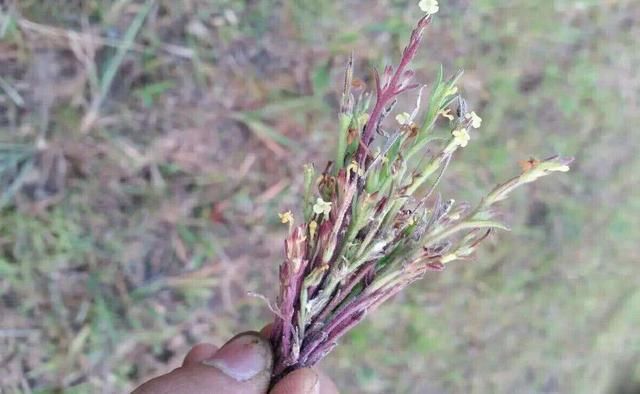 这种野草比菟丝子还缠人，农民称它为“独脚金”，卖到200元一两