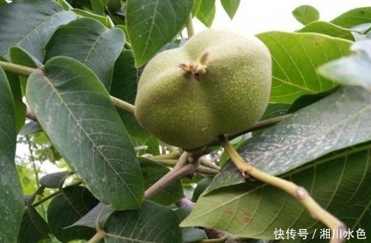  「果实」果实论个卖，曾卖到500元1颗，现在10元没人买，网友：