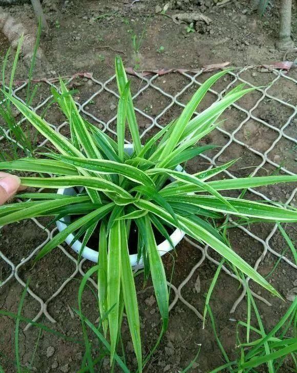 植株生长:金边吊兰用这四招养,叶子绿又宽大,金边发光