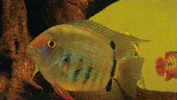  #水族市场上#美洲慈鲷之美，您细品