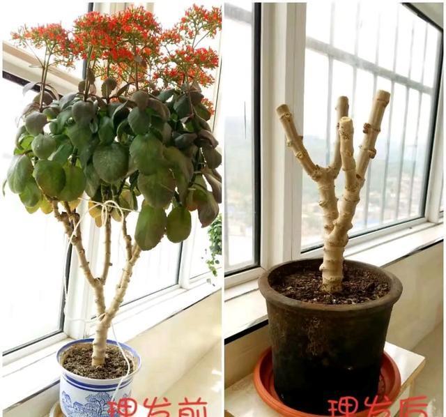 「图片作者」厉害|1米8的长寿花老桩,狠心砍光了,半月重新长一堆!