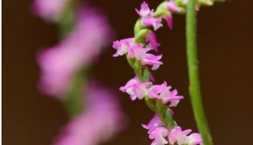  #十厘米#这花，真拧巴，花型奇特少见，花色多彩艳丽，有补气血两虚功效