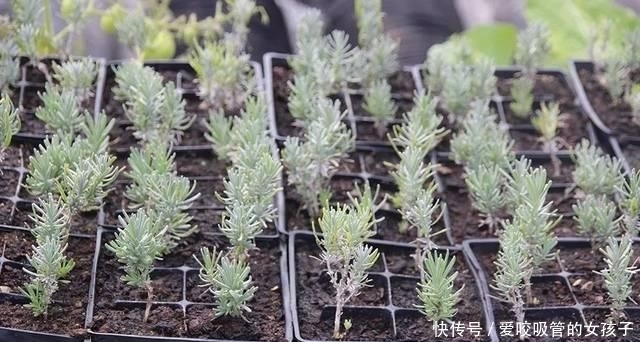  #培育#南方养薰衣草过一年就会挂，可每年播种培育，还可用枝条扦插繁殖