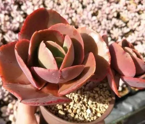  『植物』多肉植物：初吻（大叶秀妍）怎么养？