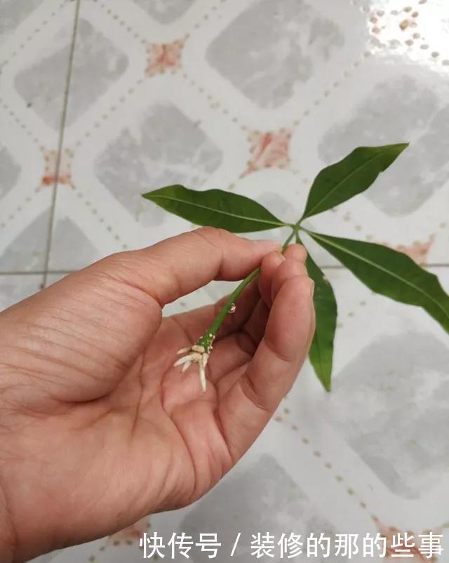 『花钱买』养花技巧:最难养的3种花,扦插100%活,下次别再花钱买啦