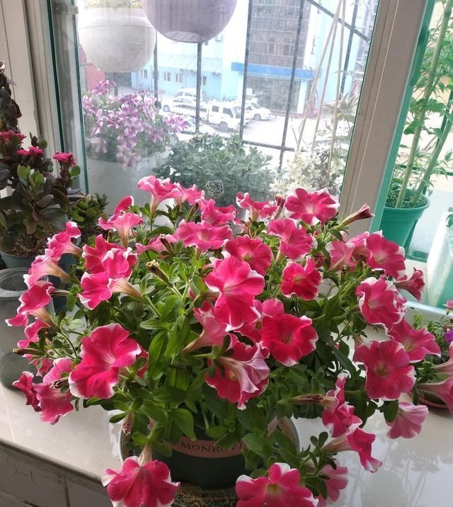  适合@适合新手养的盆栽花，不用怎么打理，花多易爆盆，花期超半年！