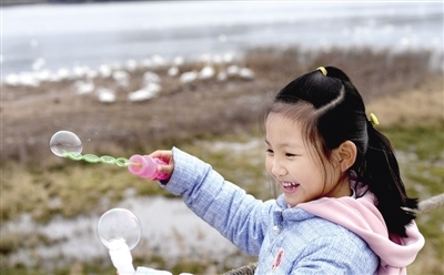 从50只到近万只 白天鹅是如何爱上三门峡的？