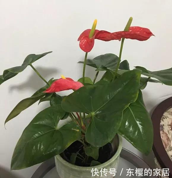  强光直晒@5种花“别乱晒”，乱晒叶子卷曲发黄，越晒越枯萎！