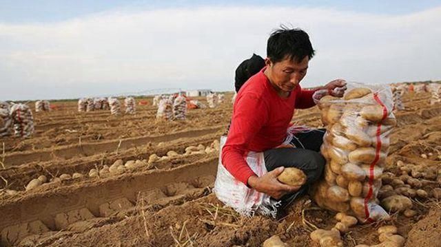 中国“催泪”的沙漠，600多万亩黄沙，如今拿来种土豆