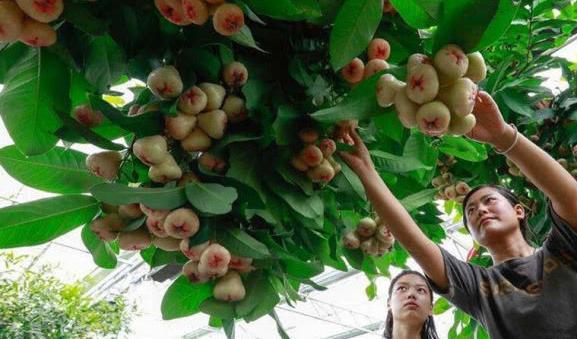 南方这种水果一年结6次，掉在地上少有人吃，到了北方一斤却卖60