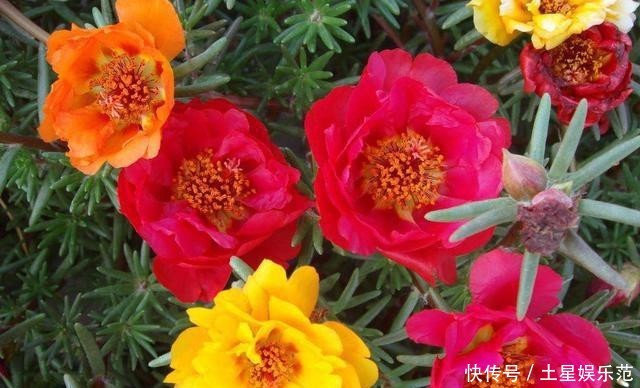 『家里』春天种上几粒种子,这些花让家里瞬间变成小花园,真美