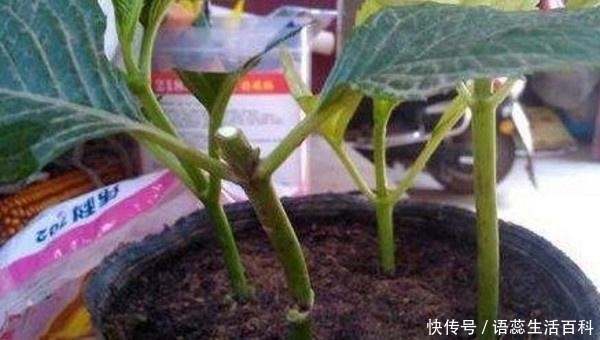 枝条|夏天4种花,赶紧动手来扦插,插一棵活一棵,20天就开花