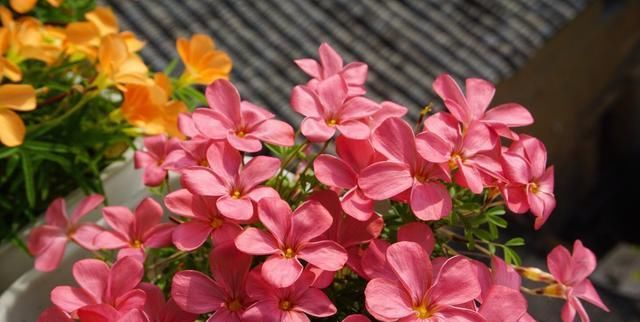  『花儿』这九种花，随便扔土里，就能长成一片，开花不断
