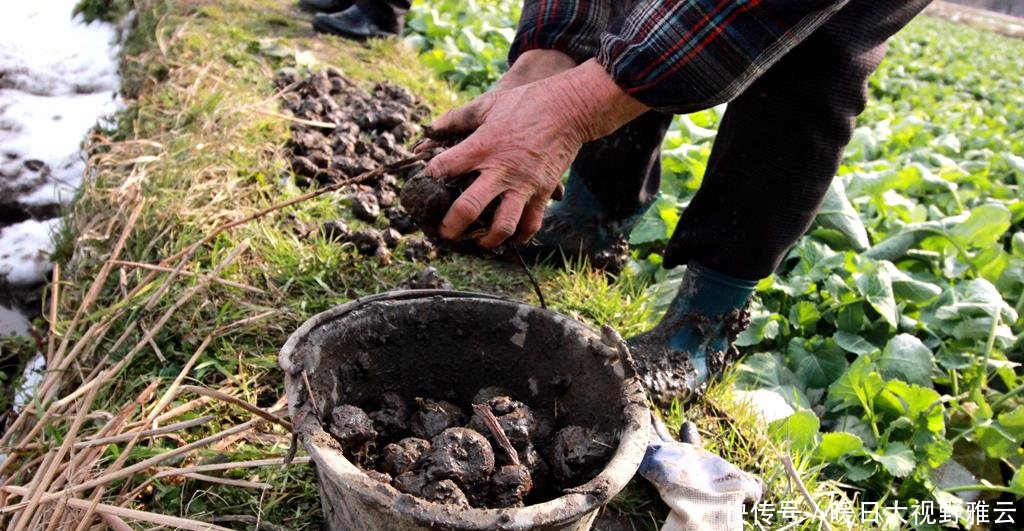  「水果」农田一杂草，以前农民挖不绝，现在想吃靠买，10元一斤