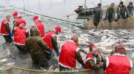厉害！阜阳颍上八里河冬捕节正式开捕 78斤重“头鱼”拍得88万天