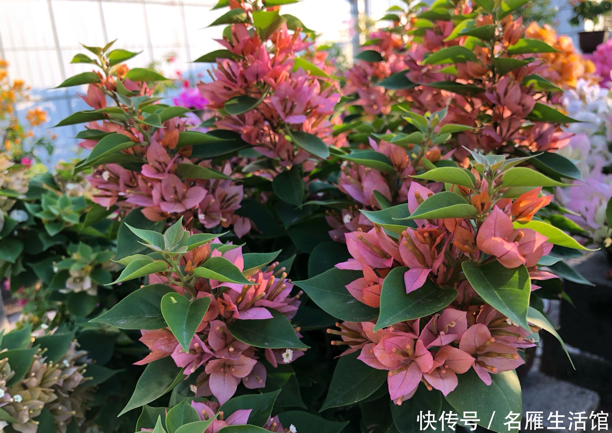  『扦插』扦插的三角梅枝条多久开花？不要急着赏花，养根复壮才是关键