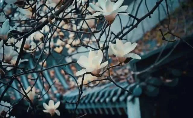 这座隐居江南的巨富之镇,繁华旧梦+民国古宅,80%的人都错过了