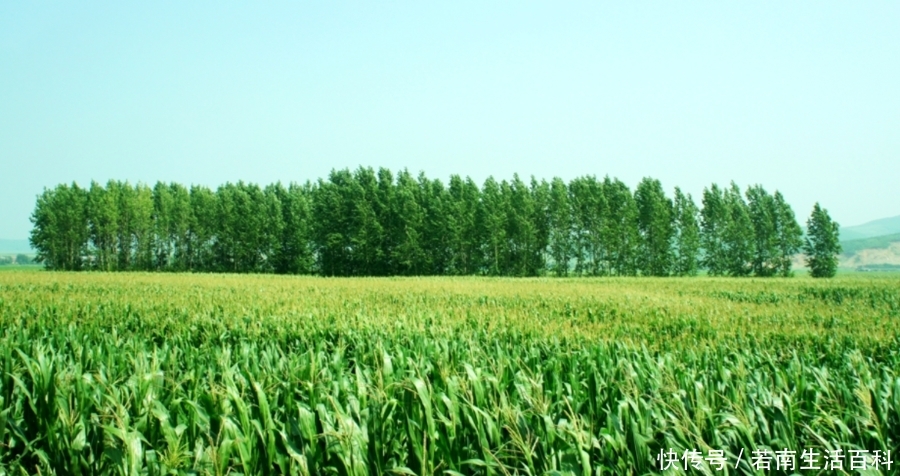  【玉米】农民即将迎来秋收，今年玉米价格的走势如何？看看专家