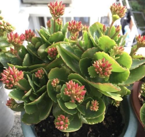  『蟹爪兰』趁着天暖扦插2种花，一片叶子扔土里，10天生根发芽，当年开花