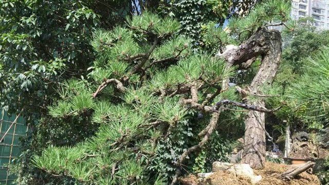  天价■这些“天价”盆栽，还有600万的多肉盆栽，让人望而却步！