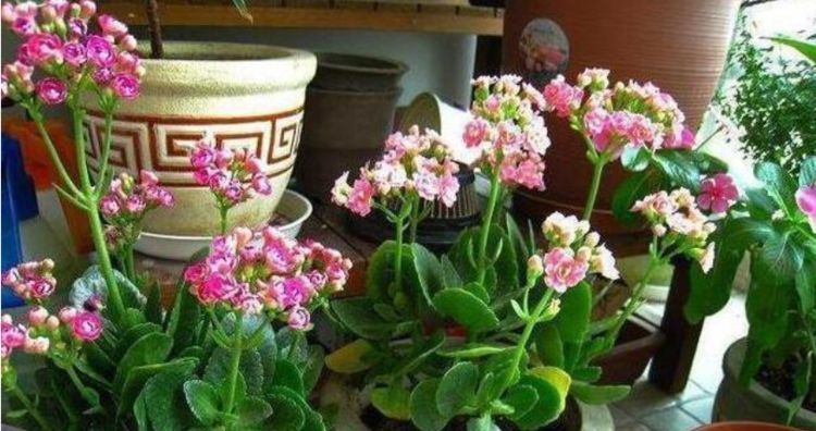  [随便]“3种花 ”好养又漂亮，随便一养成花海，一开就是300天！