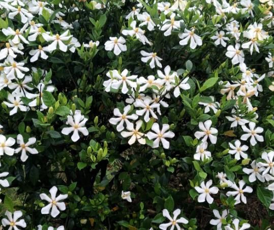  「栀子花」栀子花绣球，现在不能剪枝条，剪了一年不开花！