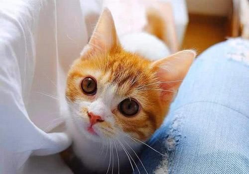  【橘猫】铲屎官买了双新球鞋，刚想穿出门，橘猫却把头塞进了鞋子里