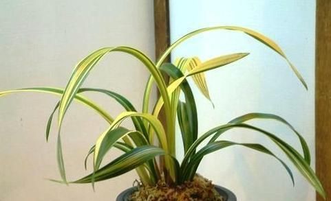  「名贵」名贵兰花价值百万、千万,那什么兰花才算是名贵兰花?