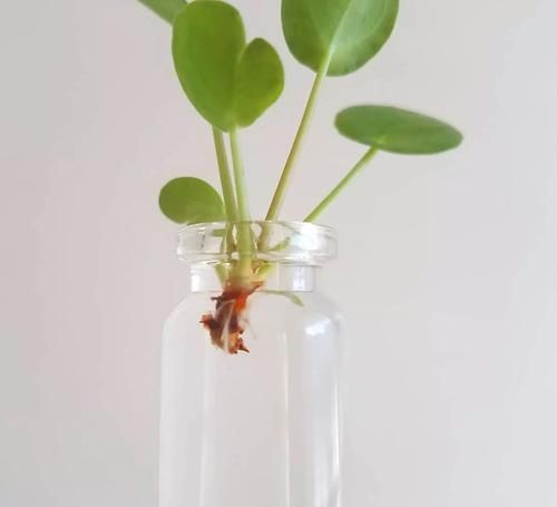  【散射光】盆栽养的镜面草不断长侧芽，水培和分株繁殖很多盆，幼苗特可爱