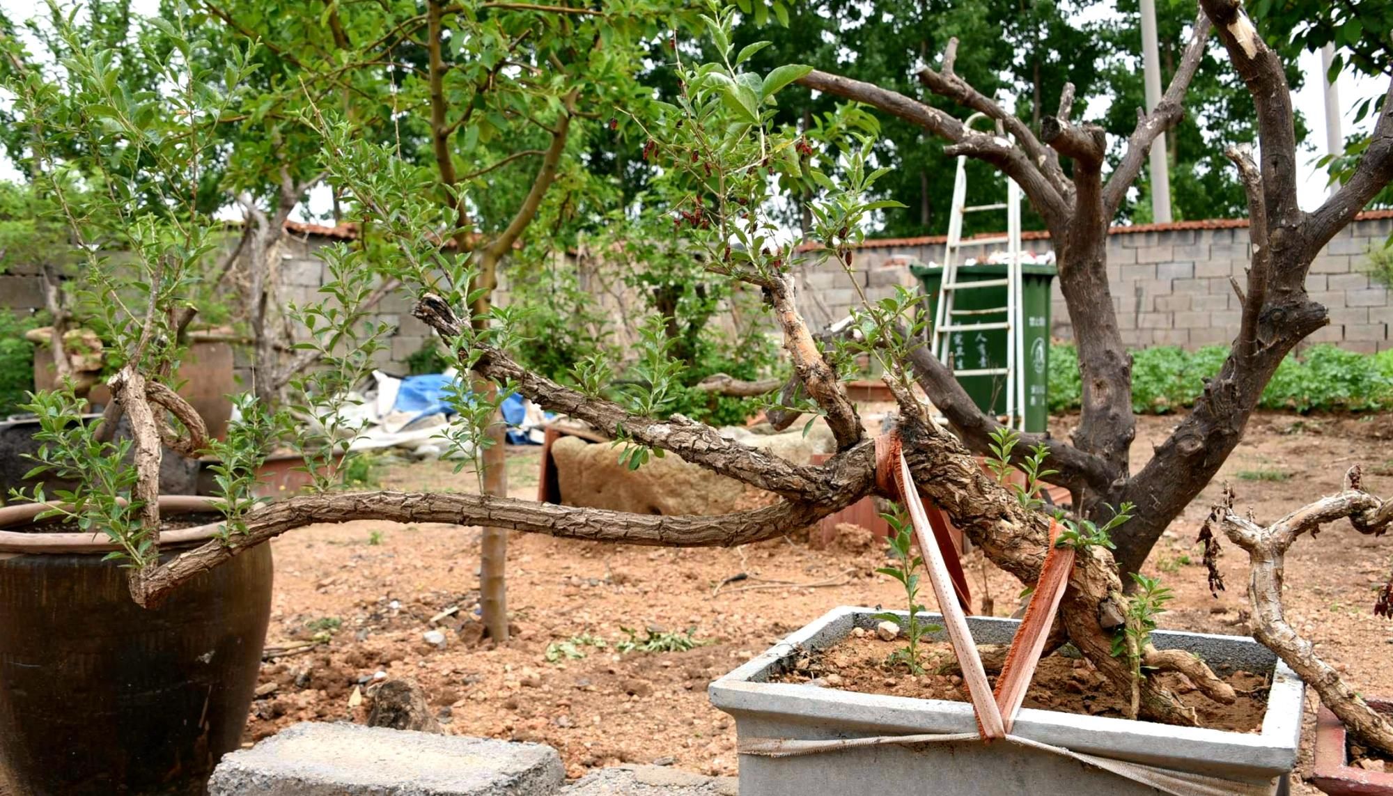  『采挖』一种“杂木”曾被“供奉”地位颇高，如今常被采挖，叶可制作豆豉