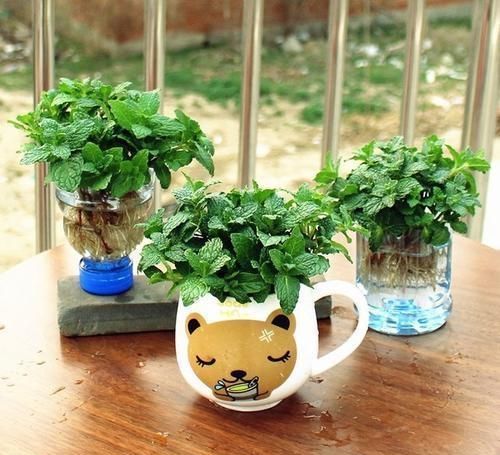 『家养』在家养盆这种花,好看又香还能吃