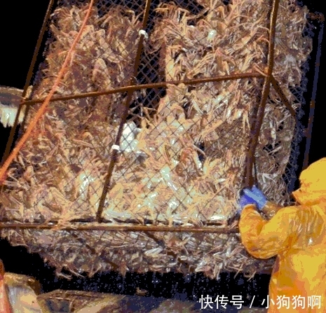 阿拉斯加捕蟹人生命随时被剥夺, 累了就躺在成堆的螃蟹中休息