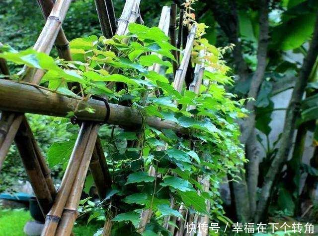  「快乐」篱笆小院住在乡村的快乐，你想体验吗！