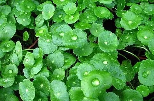  [没想到]?用爷爷的“牛槽”，养了几棵铜钱草，两个月没回家，没想到长满