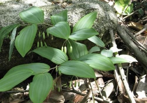 「黄鸡」郊外的1种“植物”,被称为“黄鸡菜”,别忽视它,一斤“22元”