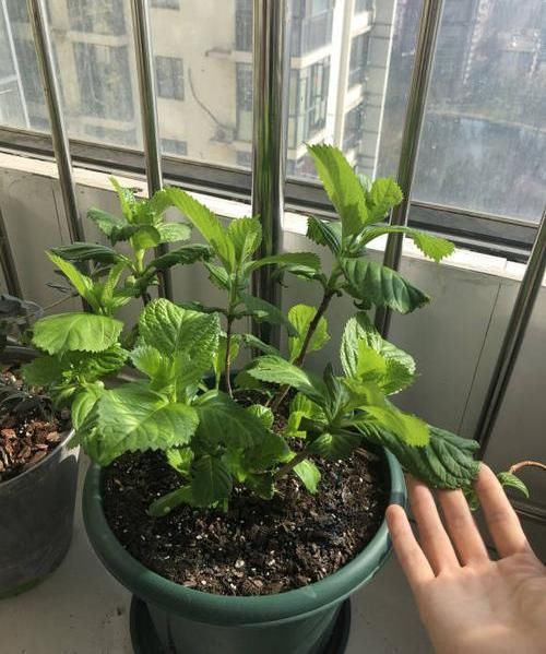 「南方」绣球不开花?过早“露养”造成,容易生“灰霉菌”,还不开花