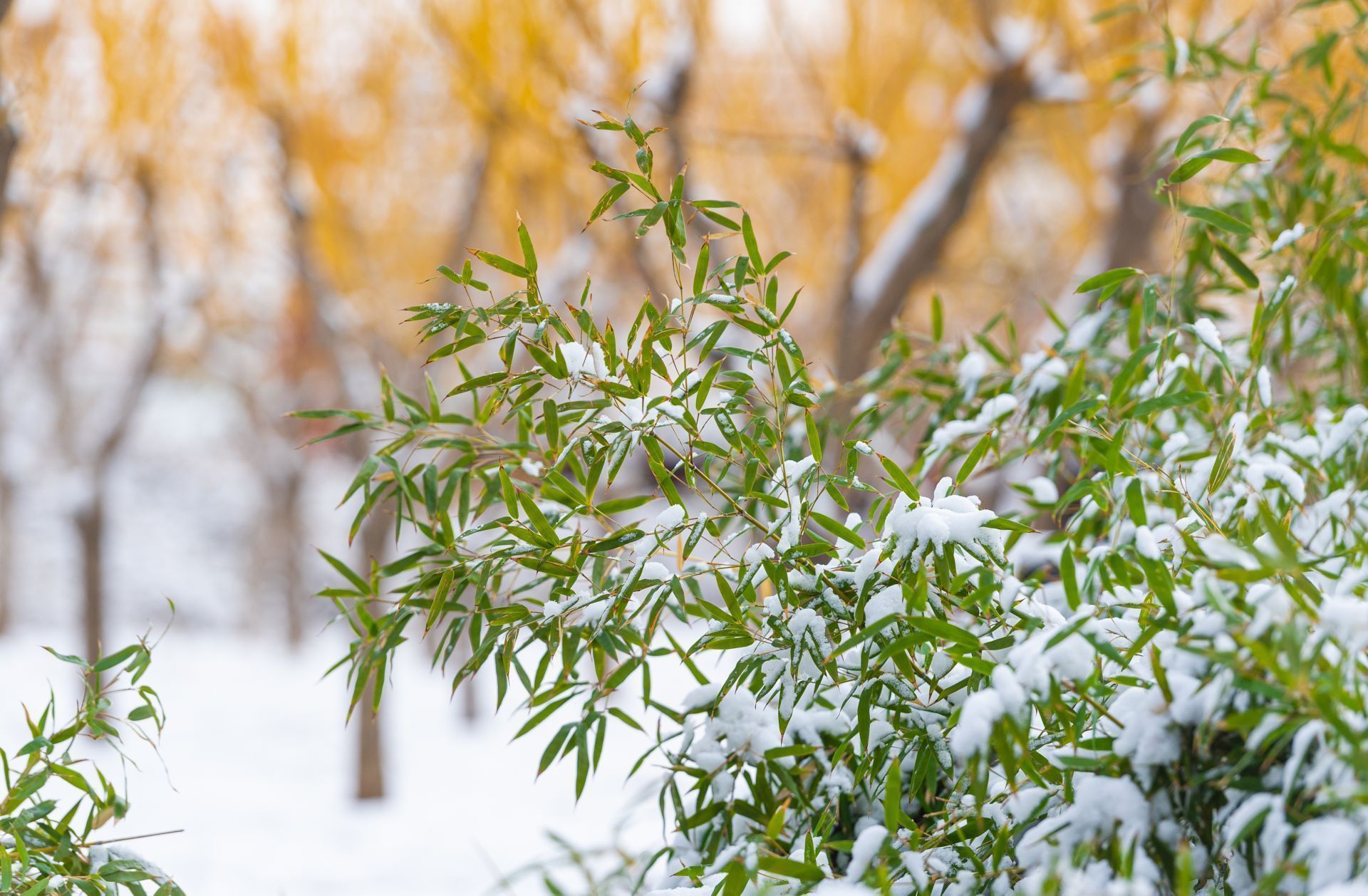  力量■战“疫”之城！力量之城！瑞雪里，大美德州