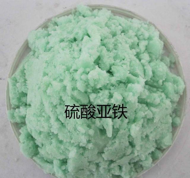 栀子花@栀子花黄叶?不用硫酸亚铁,一个小方法,7天就治好