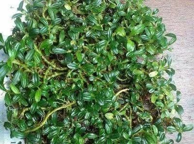  一大■比铜钱草好看的花，7天爆满一大缸，多到家里堆不下
