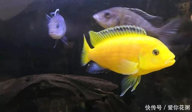 「虾红素」养鱼达人，要不要自己动手做鱼粮