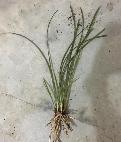 『惊喜不断』垃圾堆捡来烂根的兰花，水苔捂一捂，三个月全是水晶头，朋友羡慕